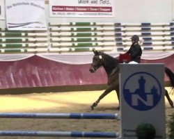 dressage horse Gänseblümchen (Bavarian, 2009, from Brentano II)