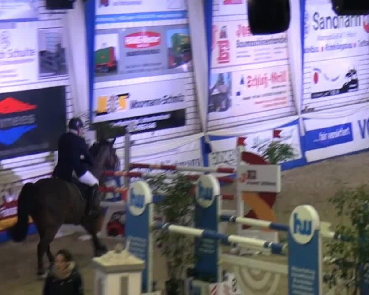 Springpferd Contendro's Rubin (Oldenburger, 2007, von Contendro I)