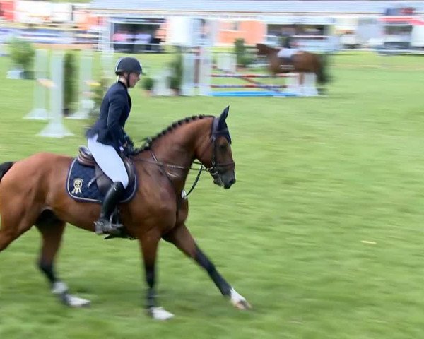 stallion Coriano Vdv (Zangersheide riding horse, 2008, from Colandro)