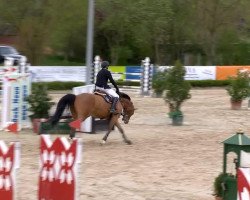 jumper Cicero 99 (Hanoverian, 2007, from Converter I)