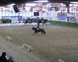 dressage horse Meindert van Buren (Friese, 2004, from Leffert 306)