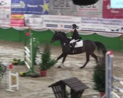 Springpferd Sapro' s Marenzio (Trakehner, 2001, von Sapros)