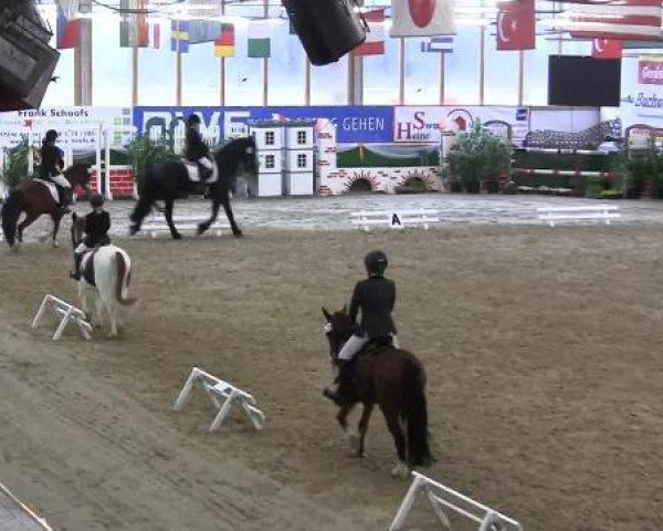 Pferd Karento (Deutsches Reitpony, 2007, von Top Karetino)