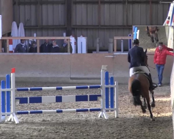 jumper Dasenka (KWPN (Royal Dutch Sporthorse), 2008, from Boeve's Colmander)