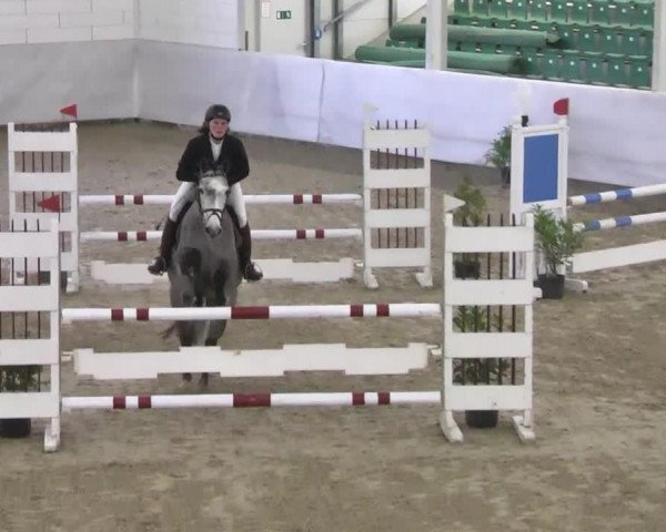 jumper Maja 903 (Oldenburg show jumper, 2008, from Quite Capitol)