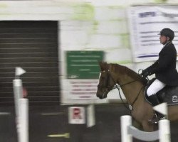 jumper Querida 60 (Oldenburg show jumper, 2006, from Quidam's Rubin)