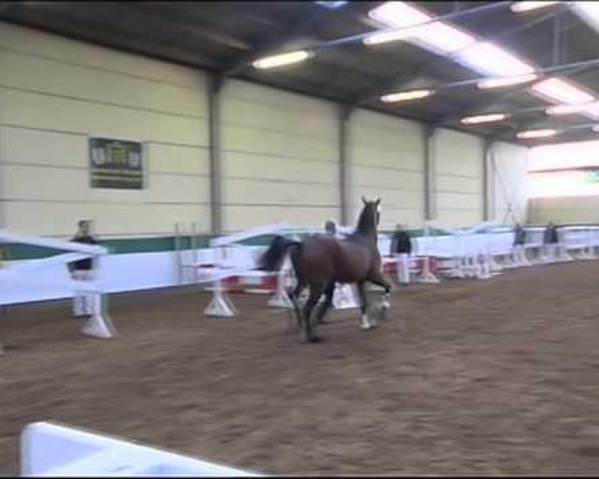 Springpferd Caruso 548 (Zweibrücker, 2010, von Clever and Smart)