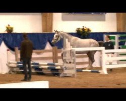 dressage horse Carlo 408 (Württemberger, 2010, from Chambertin)