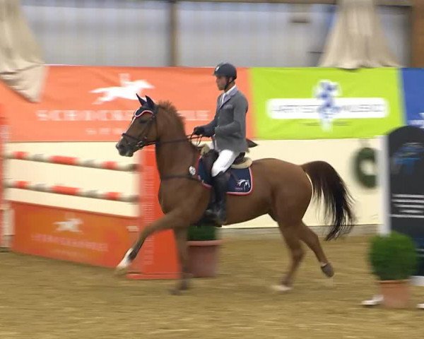 jumper Liselotte 15 (Zangersheide riding horse, 2008, from Böckmanns Lazio)