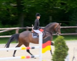 jumper Calvin Klein 29 (KWPN (Royal Dutch Sporthorse), 2008, from Clinton)