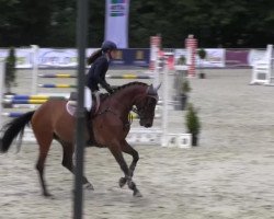 jumper Counterfly (Hanoverian, 2008, from Concetto)