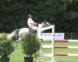 jumper Cajon (KWPN (Royal Dutch Sporthorse), 1993, from Vingino)