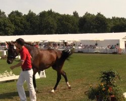 broodmare Fin Flicka (Westphalian, 2009, from Fürst Romancier)