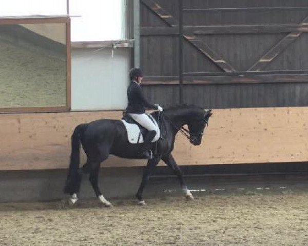 dressage horse Flemmingh (Westphalian, 2004, from Florestan I)