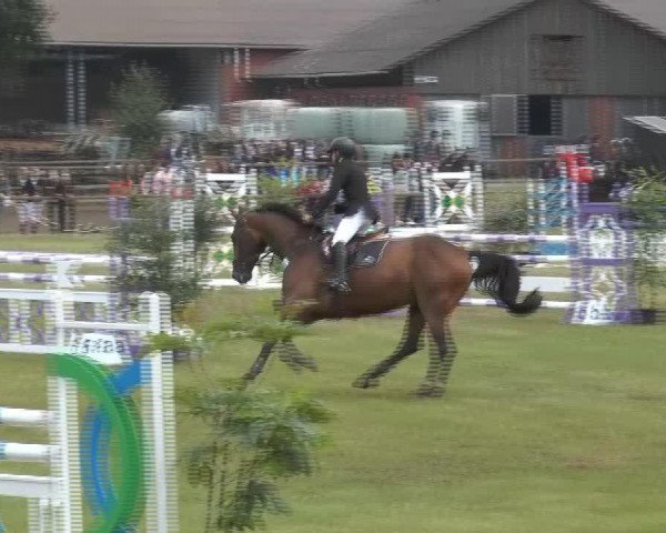 jumper Quincy 156 (Hanoverian, 2007, from Quality 9)