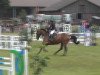 jumper Quincy 156 (Hanoverian, 2007, from Quality 9)