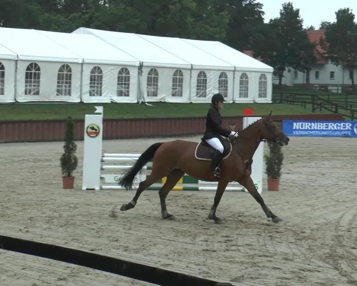 Springpferd Acadia 14 (Deutsches Sportpferd, 2008, von Acadius)