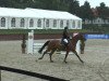 jumper Acadia 14 (German Sport Horse, 2008, from Acadius)