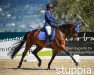 dressage horse Lesanto 7 (Württemberger, 2013, from Lord Leopold 7)