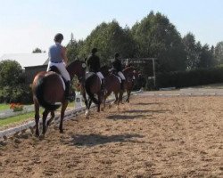 dressage horse Fabiano 81 (Westphalian, 2008, from For Compliment)