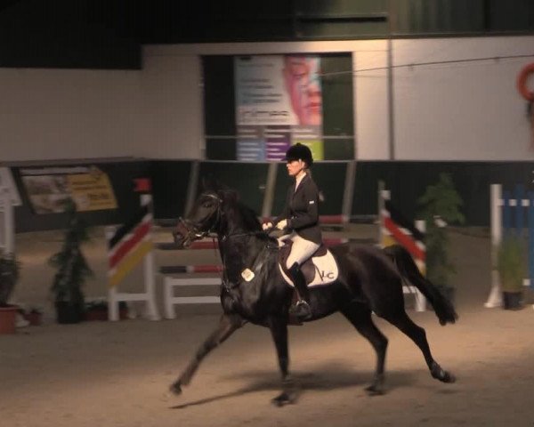 broodmare Starlypsa (Oldenburg, 2008, from Stalypso)