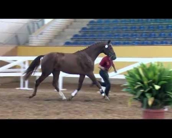 dressage horse Sir Schoko (Oldenburg, 2010, from Sarkozy 3)