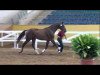 dressage horse Sir Schoko (Oldenburg, 2010, from Sarkozy 3)