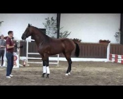 dressage horse Depeche Mode 9 (Oldenburg, 2010, from Detroit)