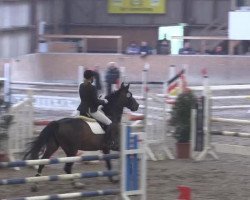 dressage horse Sophie B (Hanoverian, 2007, from Stolzenberg)