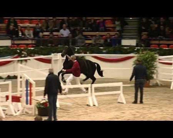 dressage horse Crachas (Holsteiner, 2010, from Cachas)