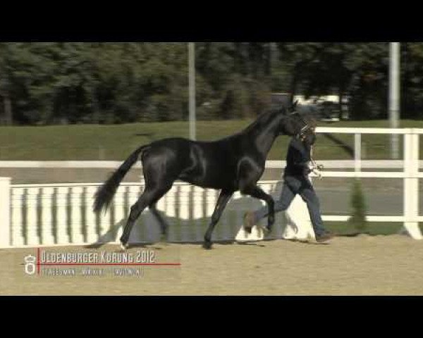 dressage horse States Wonder (Oldenburg, 2010, from Statesman OLD)