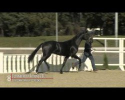 dressage horse States Wonder (Oldenburg, 2010, from Statesman OLD)