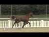 dressage horse Spongebob (Oldenburg, 2010, from Sir Donnerhall II OLD)