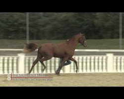 dressage horse Spongebob (Oldenburg, 2010, from Sir Donnerhall II OLD)