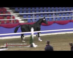 dressage horse Sixth Sense (Oldenburg, 2010, from Sir Donnerhall I)