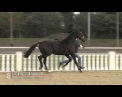 dressage horse Hengst von San Amour (Oldenburg, 2010, from San Amour I)