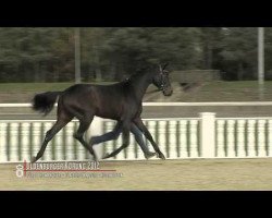 dressage horse Fürst Bischof II (Oldenburg, 2010, from Fürst Romancier)