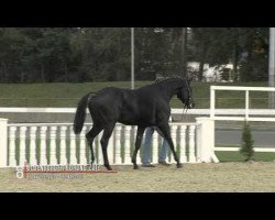 dressage horse Grevens Zorro (Danish Warmblood, 2010, from Zack)