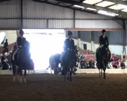 dressage horse Hanibal 28 (Welsh-Pony (Section B), 2000, from Halifax)