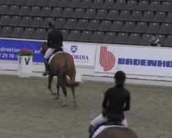 dressage horse Sir Winston Churchill (Hanoverian, 2010, from Sarkozy 3)