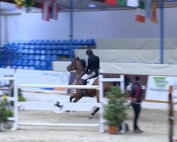 Springpferd Iglinsky van de Fruitkorf (Belgisches Warmblut, 2008, von Darco)