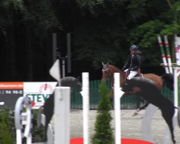 jumper Capano 2 (Oldenburg show jumper, 2007, from Casio)
