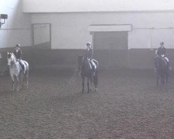 dressage horse Sir Hubert (Trakehner, 2007, from Herzensdieb)