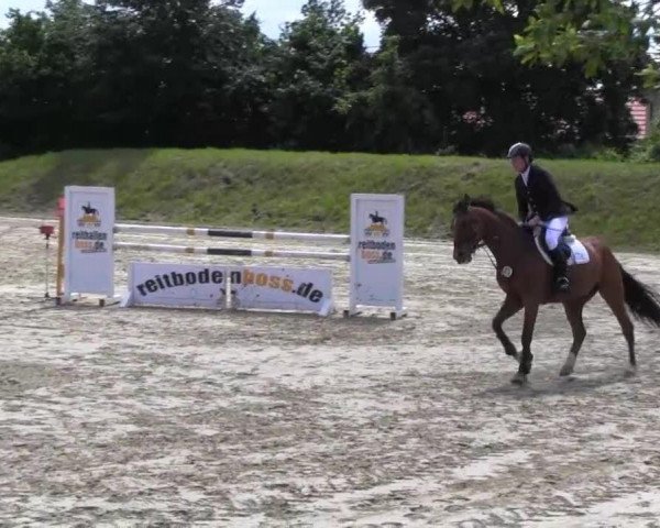 jumper Quimcy (Holsteiner, 2008, from Quidam de Revel)