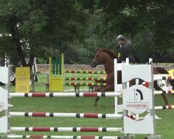 jumper Celino (Hanoverian, 2007, from Carenzo)