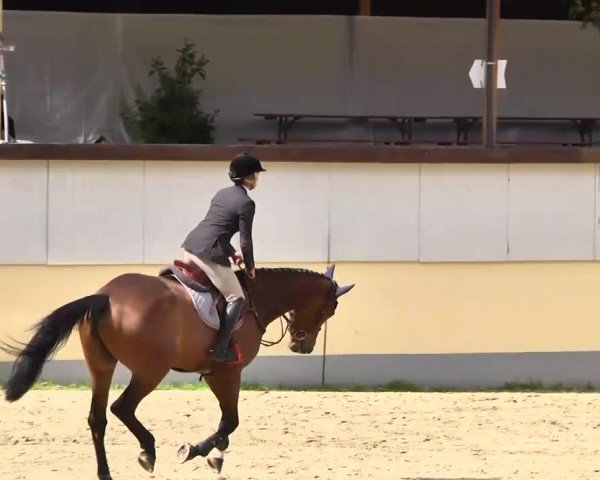 jumper Etro du Gibet (Luxembourg horse, 2008, from Epsom Gesmeray)