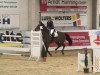 Springpferd Conchi Q (Schwedisches Warmblut, 2004, von VDL Cardento 933)