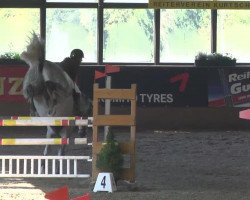 jumper Enrico CR (Oldenburg show jumper, 2008, from Escudeur)