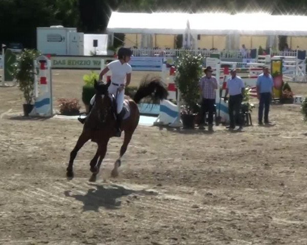 jumper Ticino 61 (Zangersheide riding horse, 2006, from Tjungske)
