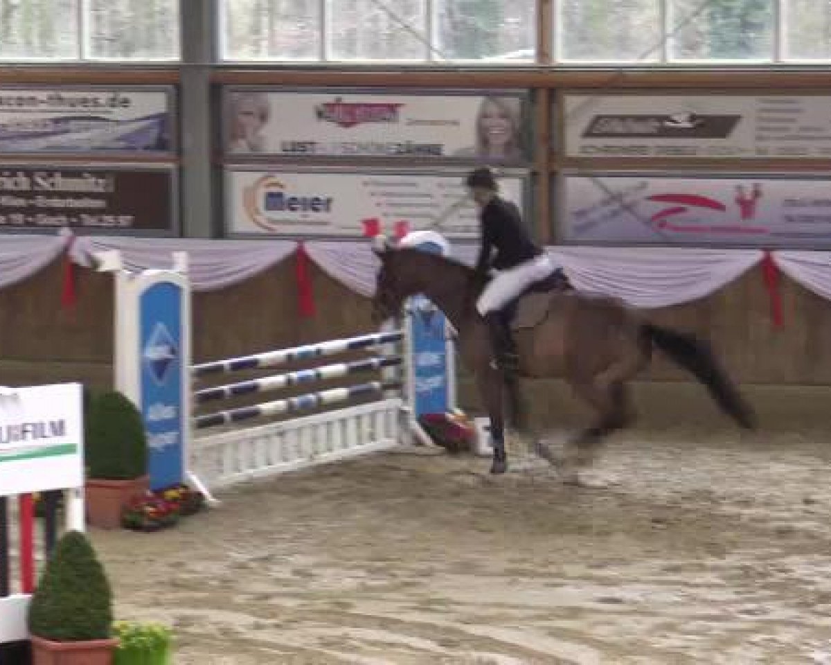 jumper Check Out 3 (Oldenburg, 2007, from Check In 2)